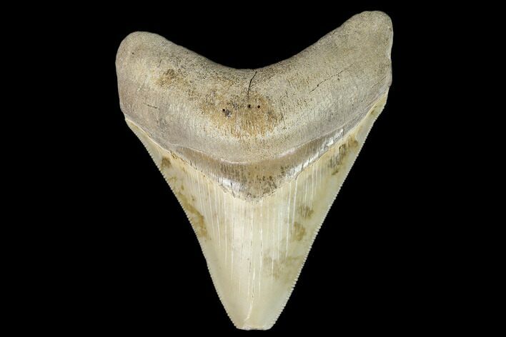Serrated, 3.48" Megalodon Tooth - Aurora, North Carolina